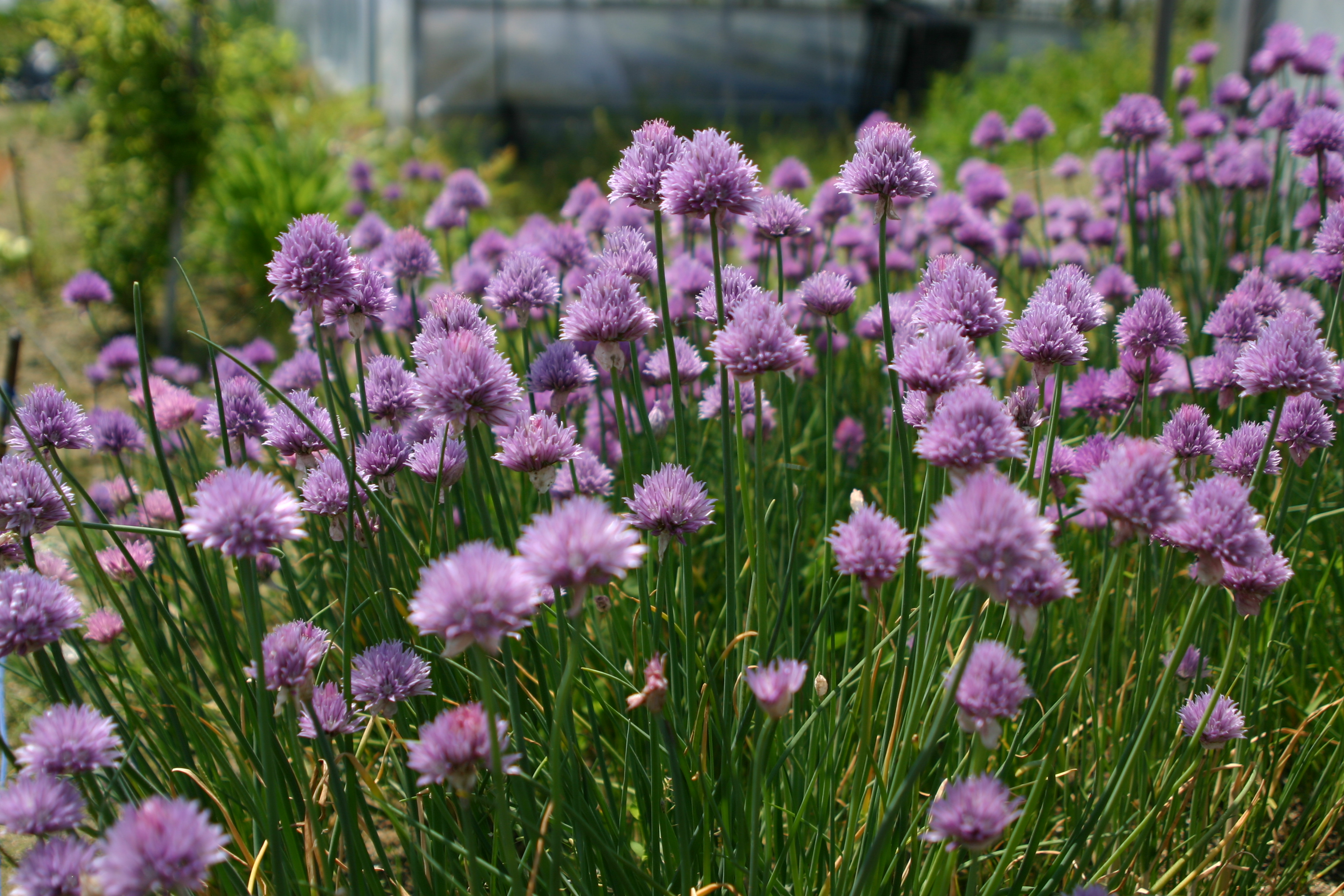 Allium schoenoprasum